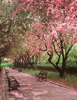 Conservatory Garden (Spring) 2